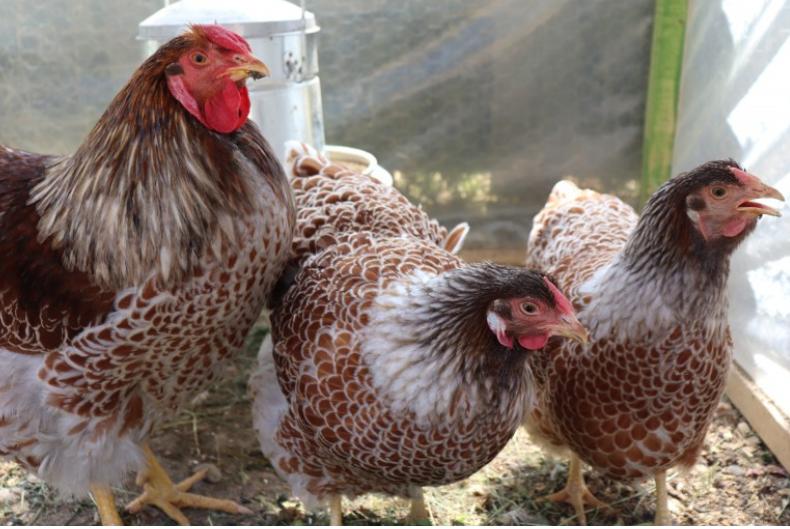 禽输卵管炎,治疗禽类输卵管炎用什么中药好