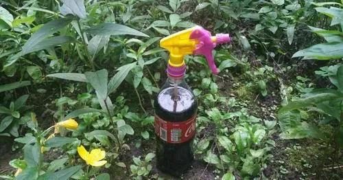 实用的除蚜虫方法大全图解,蚜虫怎么彻底消灭干净小妙招