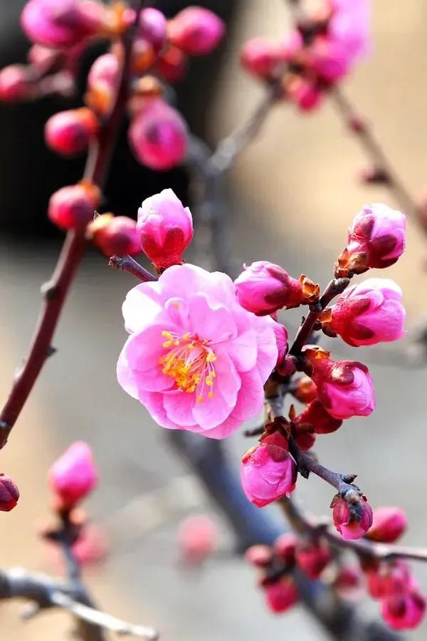 怎样能让自己变成没心没肺的人,不想变成父母那样的人怎么做