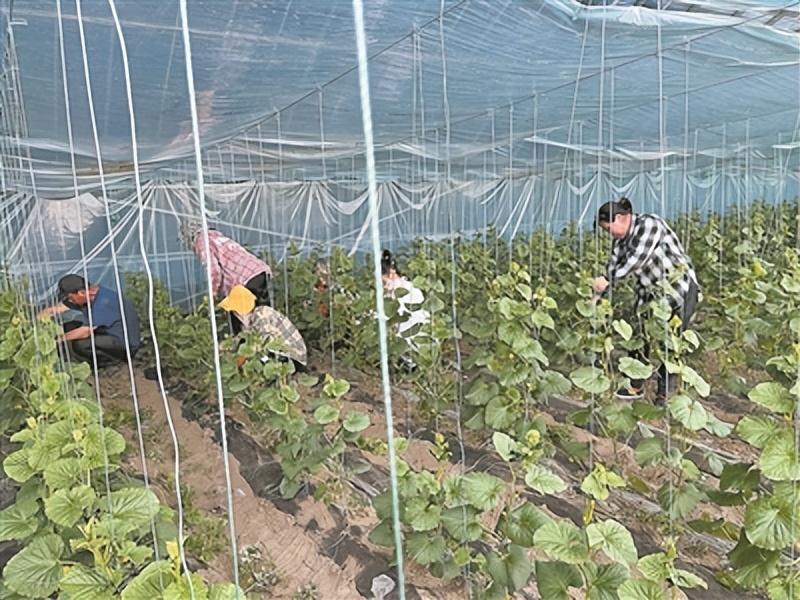 温室大棚推动乡村振兴,吉林市发展棚膜经济助力乡村振兴