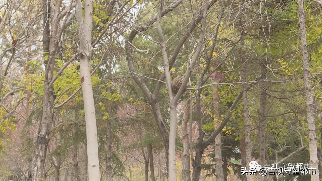 小鸟建设鸟巢过程,鸟巢翻修