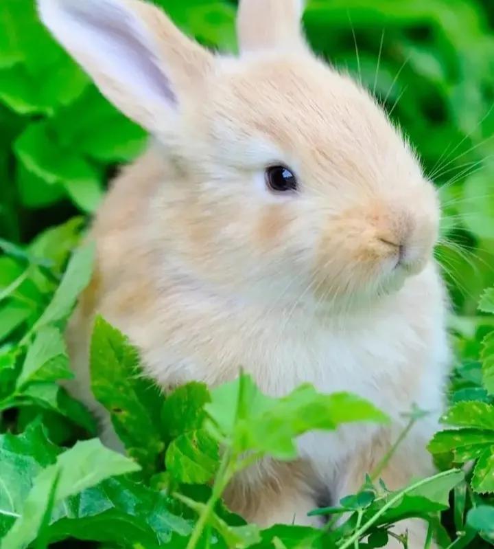 在网上买宠物兔全过程,网上购买宠物兔兔的饲养方式