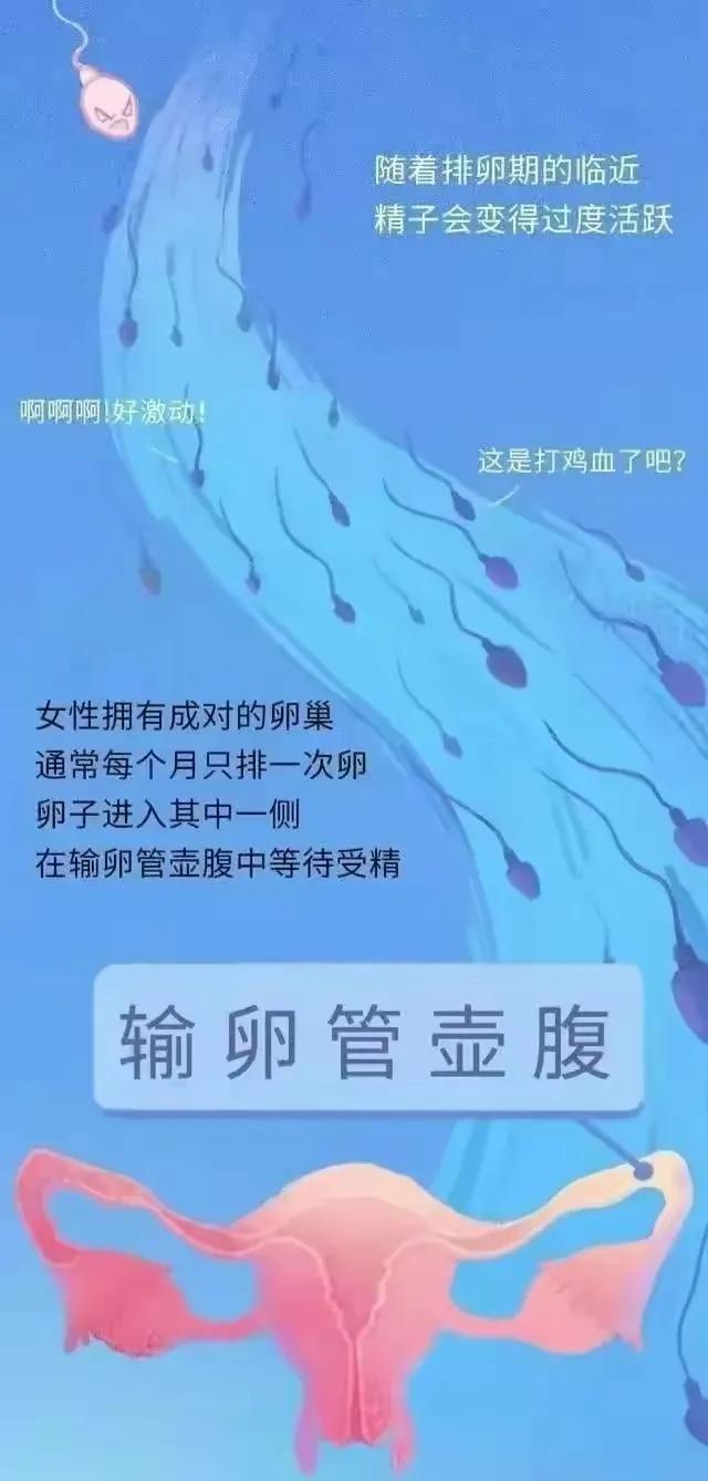 精子产生到成熟的过程,精子形成到受孕过程