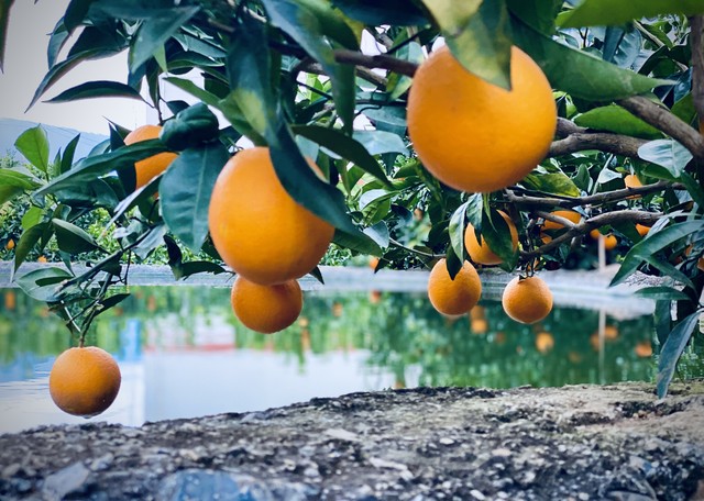 雷波脐橙没有酸味,雷波脐橙真的好吃吗