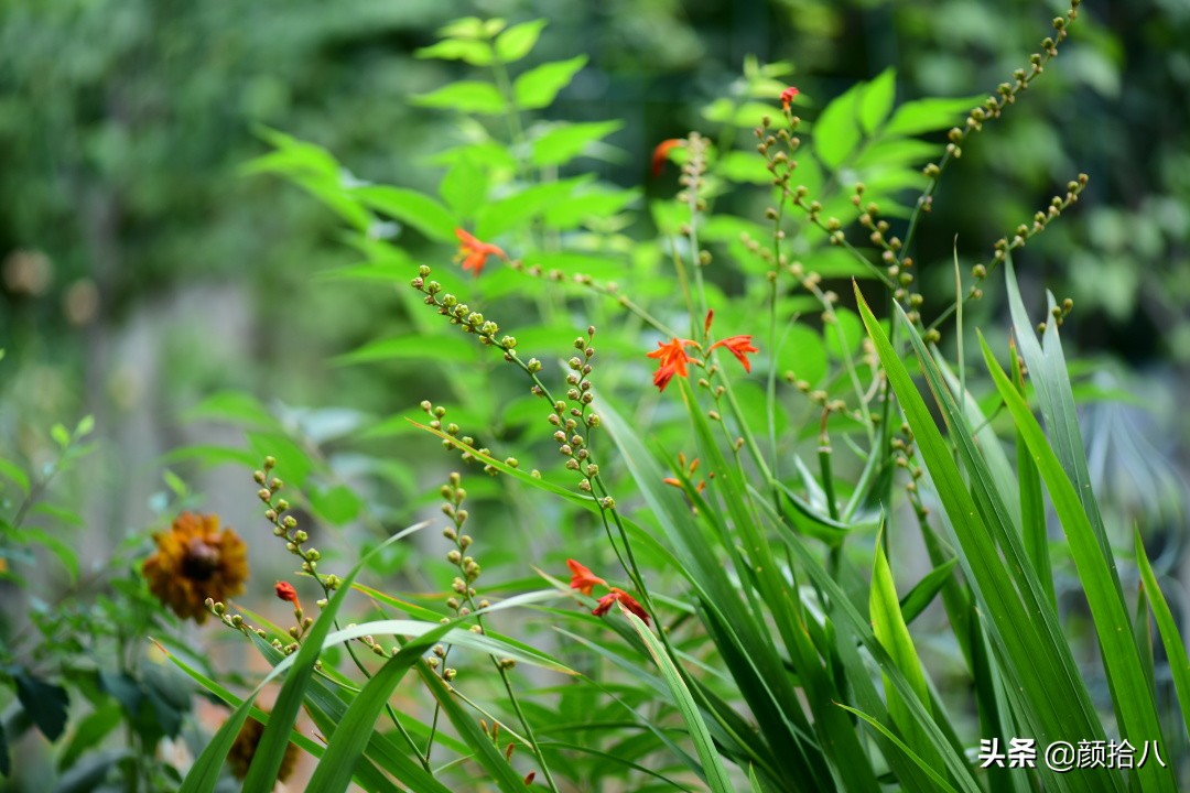 看到你的花园那么惨，我就安心了|园丁
