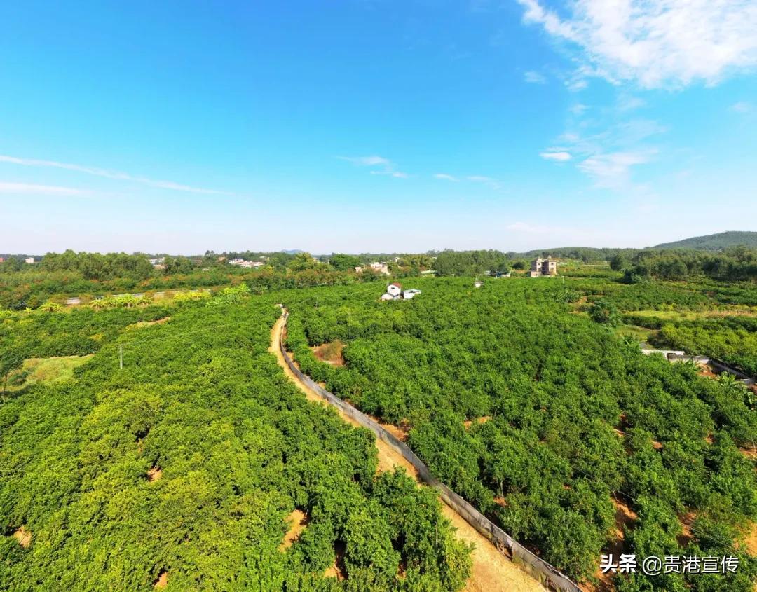 市供销合作社三农服务中心助增收,我为农民办实事