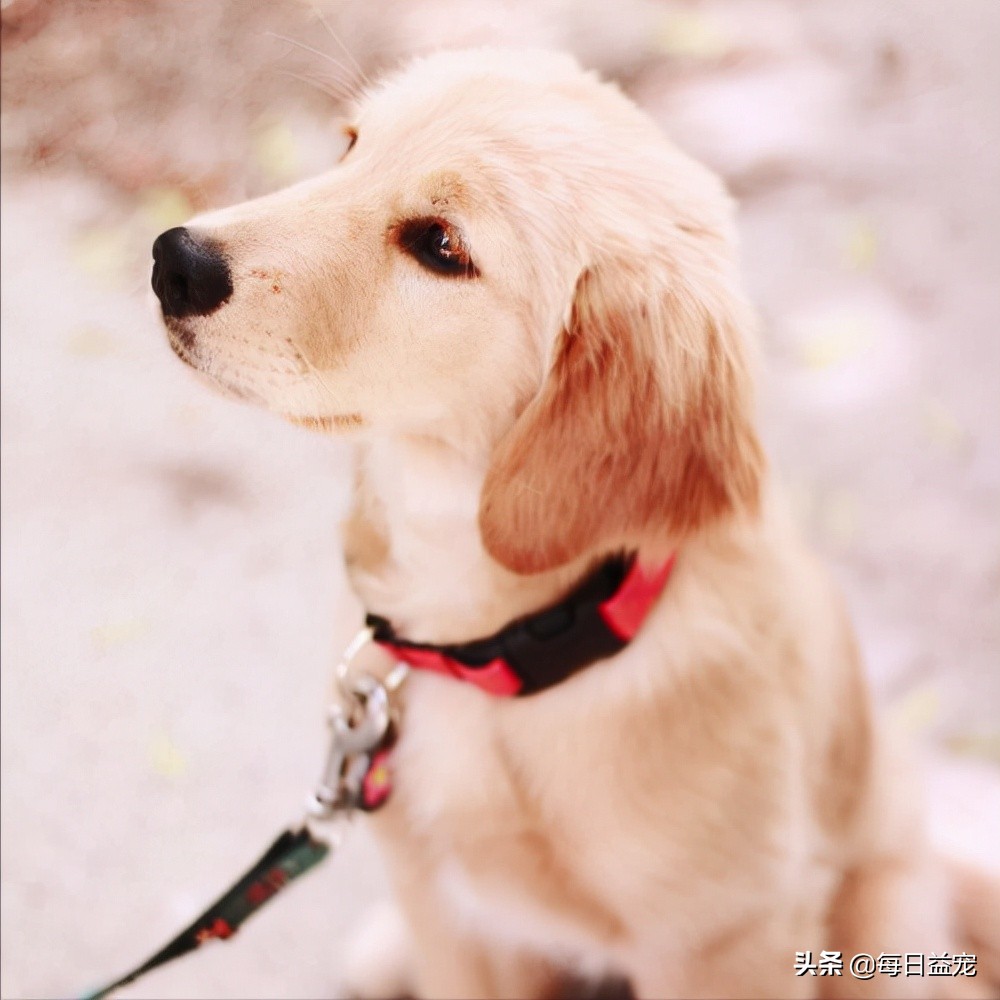 拉布拉多犬一天几次小便,一个月的拉布拉多怎么定点上厕所