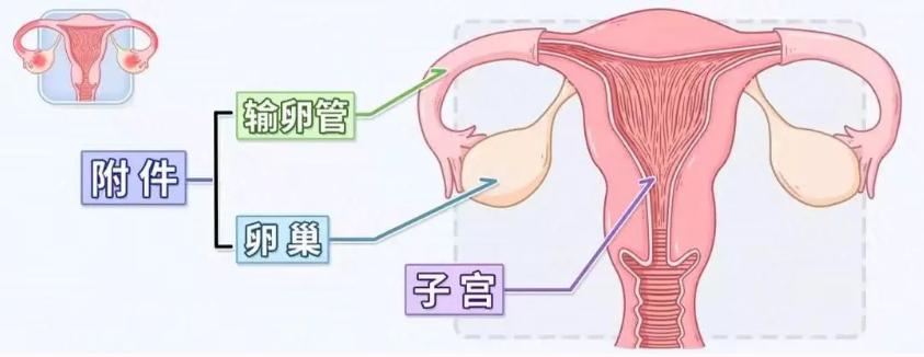 女性盆腔炎的特效穴,老年女性盆腔炎症状