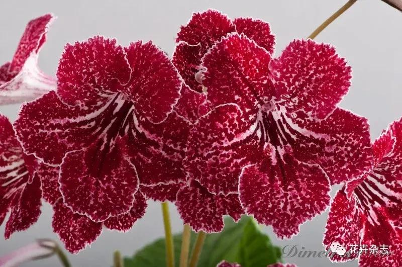 堇花兰的种植方法,浅谈养花技巧