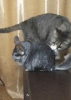 78个真实有趣的照片：山顶的足球场，老树与佛像，老司机脸部皮肤