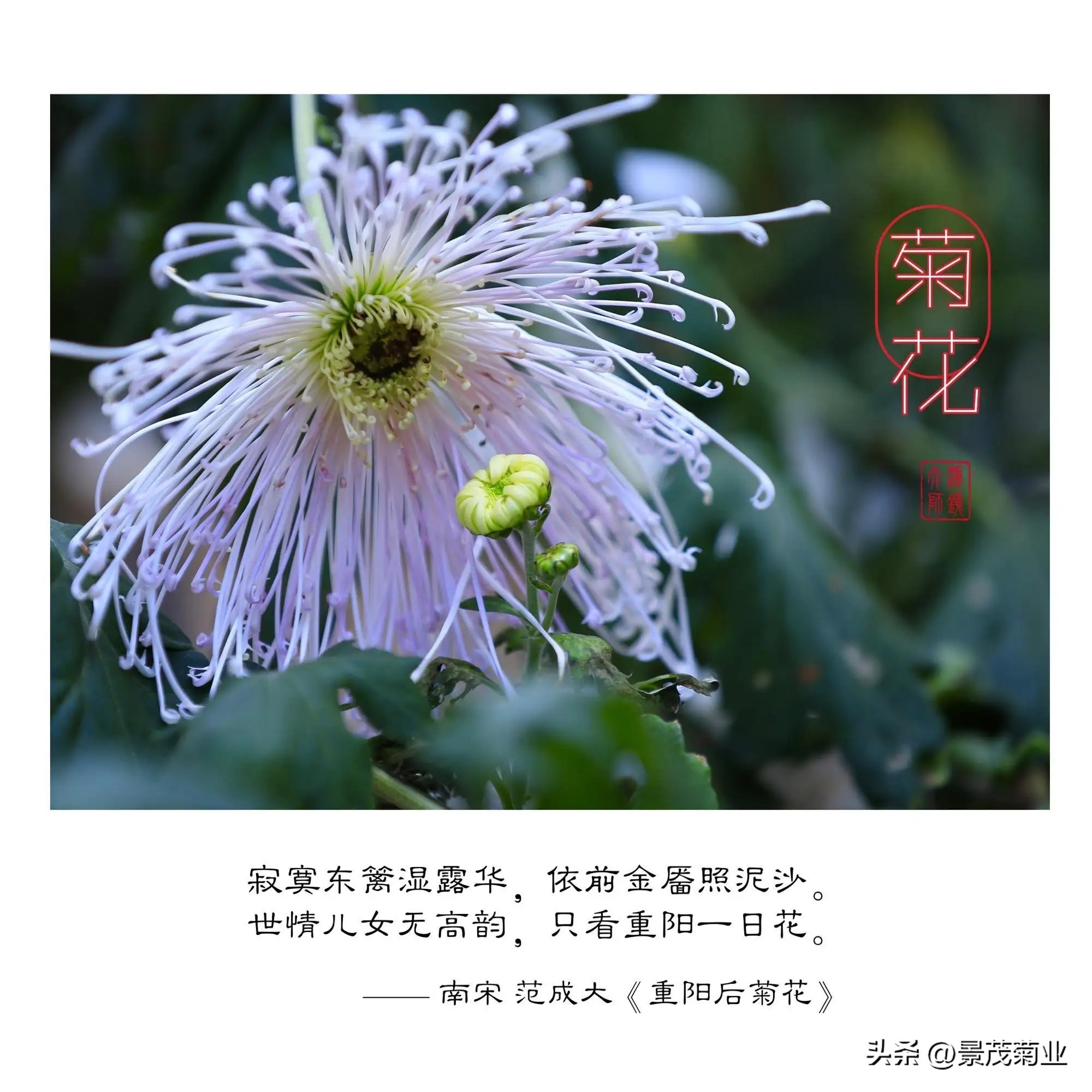 菊花文化常识大全,关于菊花的一些文化