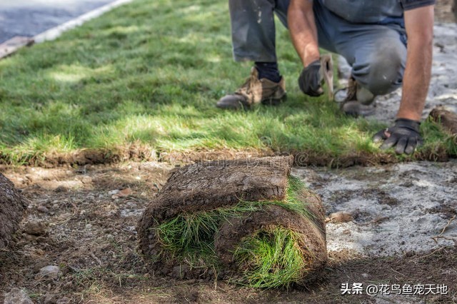 新种草皮的维护,新铺设草皮怎么养护