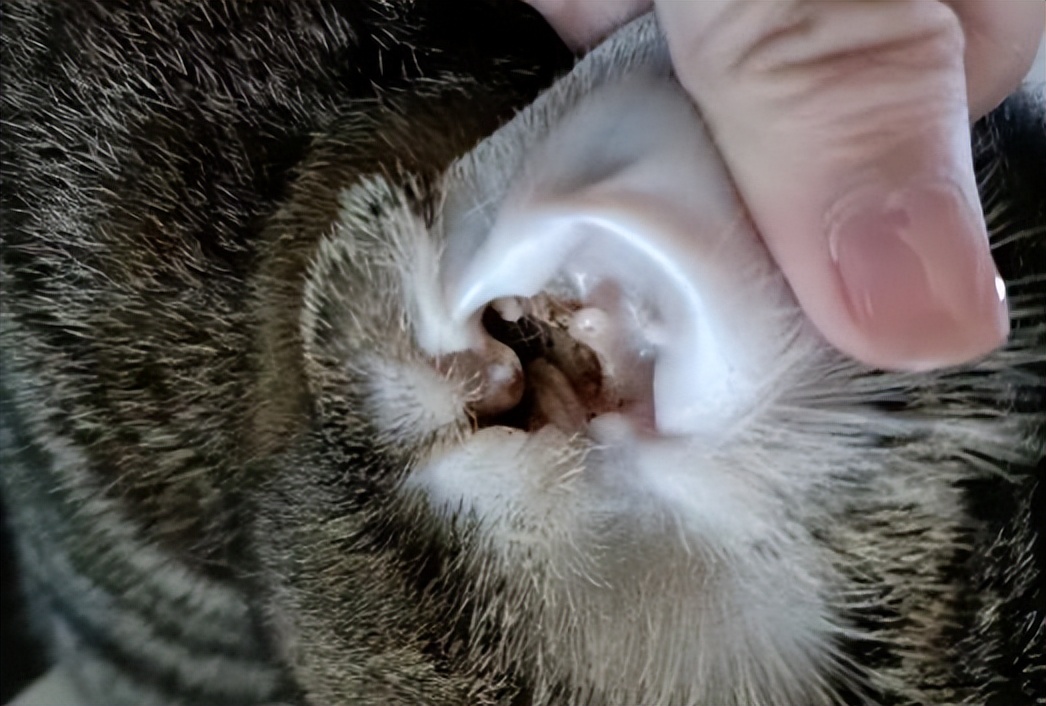 猫有耳螨可以用氧氟沙星滴耳液吗,新到家的猫有耳螨能用硫磺软膏吗