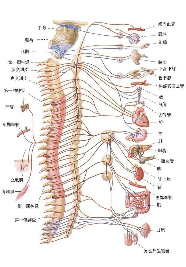 植物神经紊乱如何自我调整,植物神经紊乱自我康复心得体会