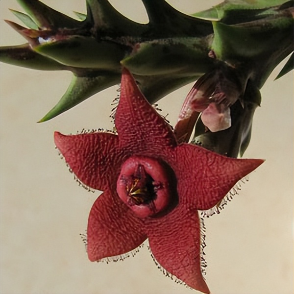 102个大类近500个多肉植物图片，都极其美丽，建议在家中也养一盆