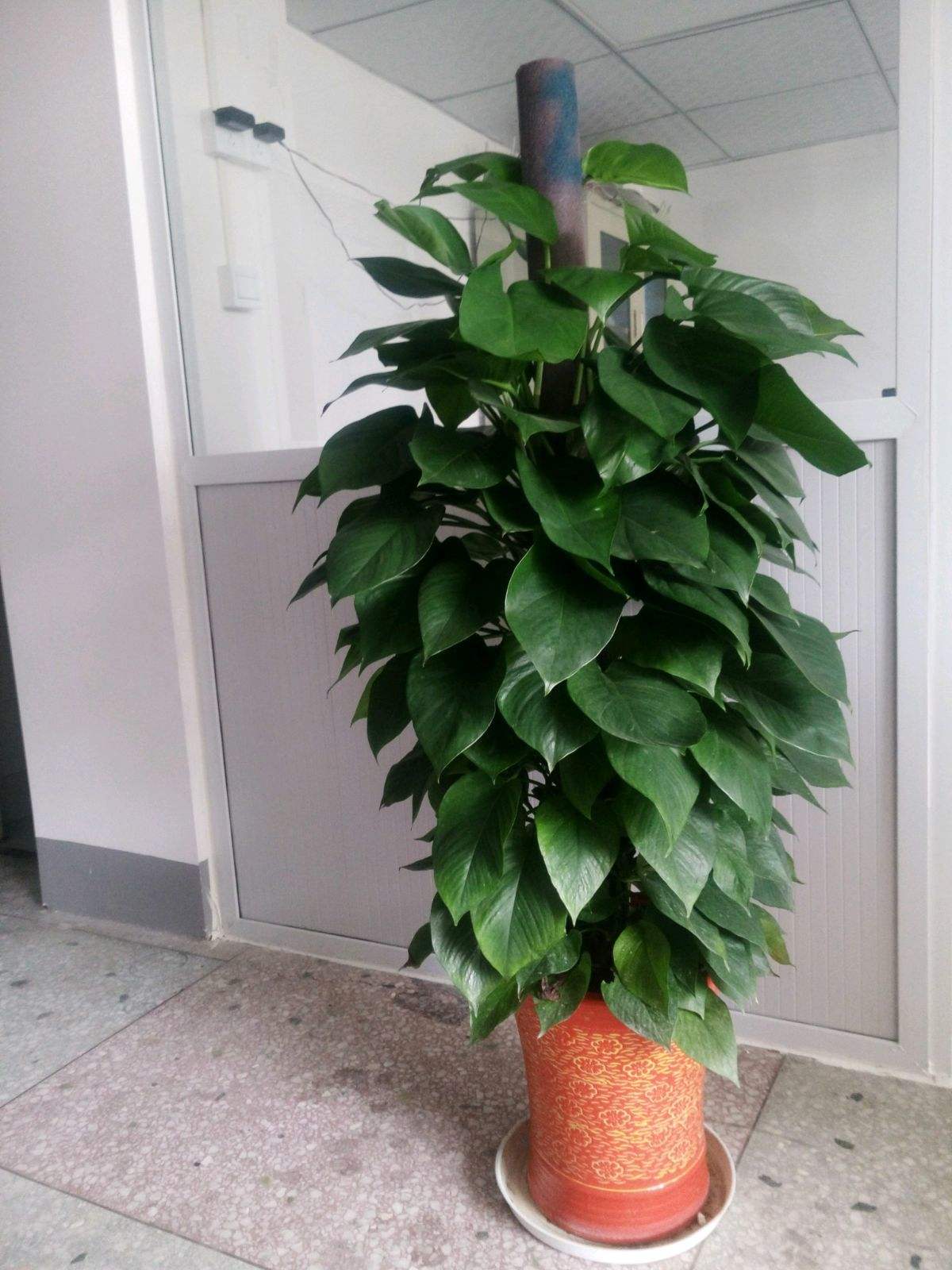 怎么除甲醛新房最快最有效,新房如何除甲醛最快最有效的方法