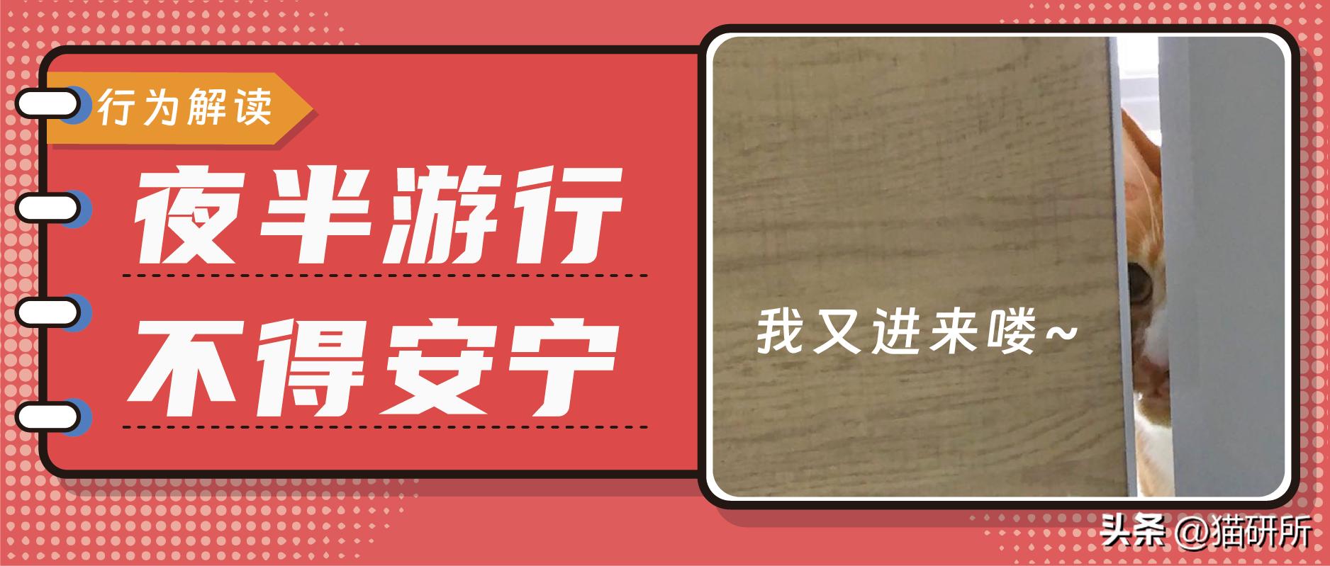 猫咪晚上总是想进卧室,猫咪大晚上总是钻沙发底下怎么办
