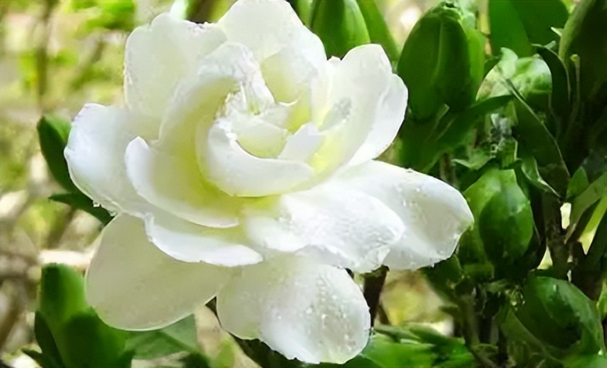 卧室净化空气有香味的植物,在卧室可以养的花好看香好养