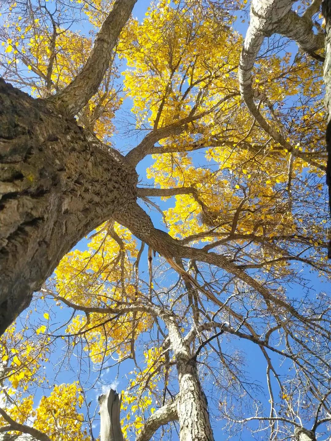 一个小学文化的农民，3年时间5次出手，如今净赚1000万