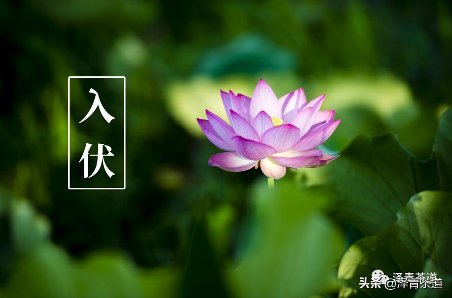 三伏天一定要知道的健康小知识,三伏天健康攻略