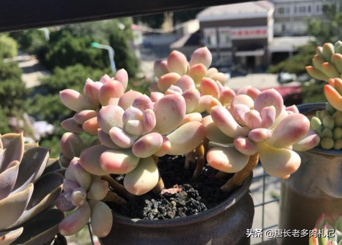 多肉稻田姬，之前常拿来冒充三日月美人，但一个明显特征出卖了它