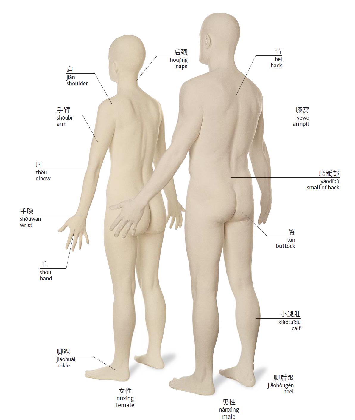 身体部位疼痛英语怎么说,你知道人体的各部位是什么味道吗