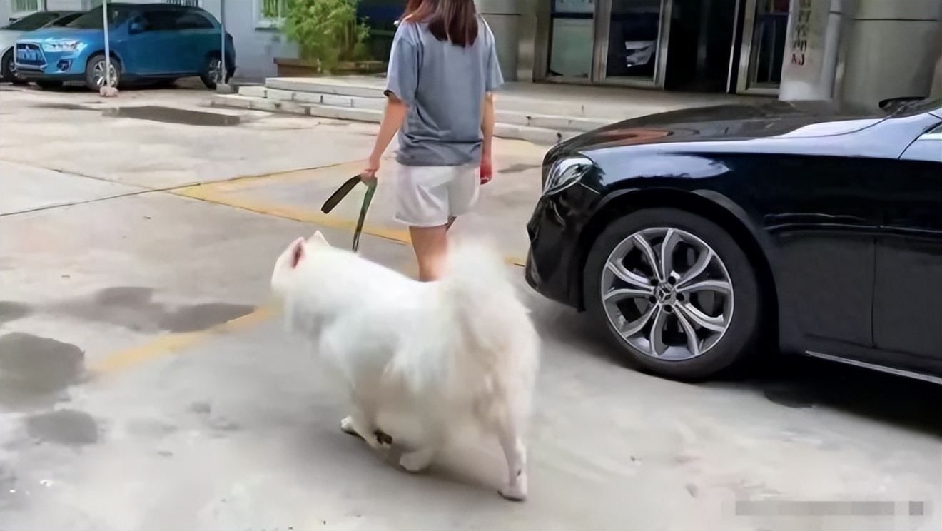 女子电梯内被大型犬咬死,女子在电梯内被自家狗撕咬