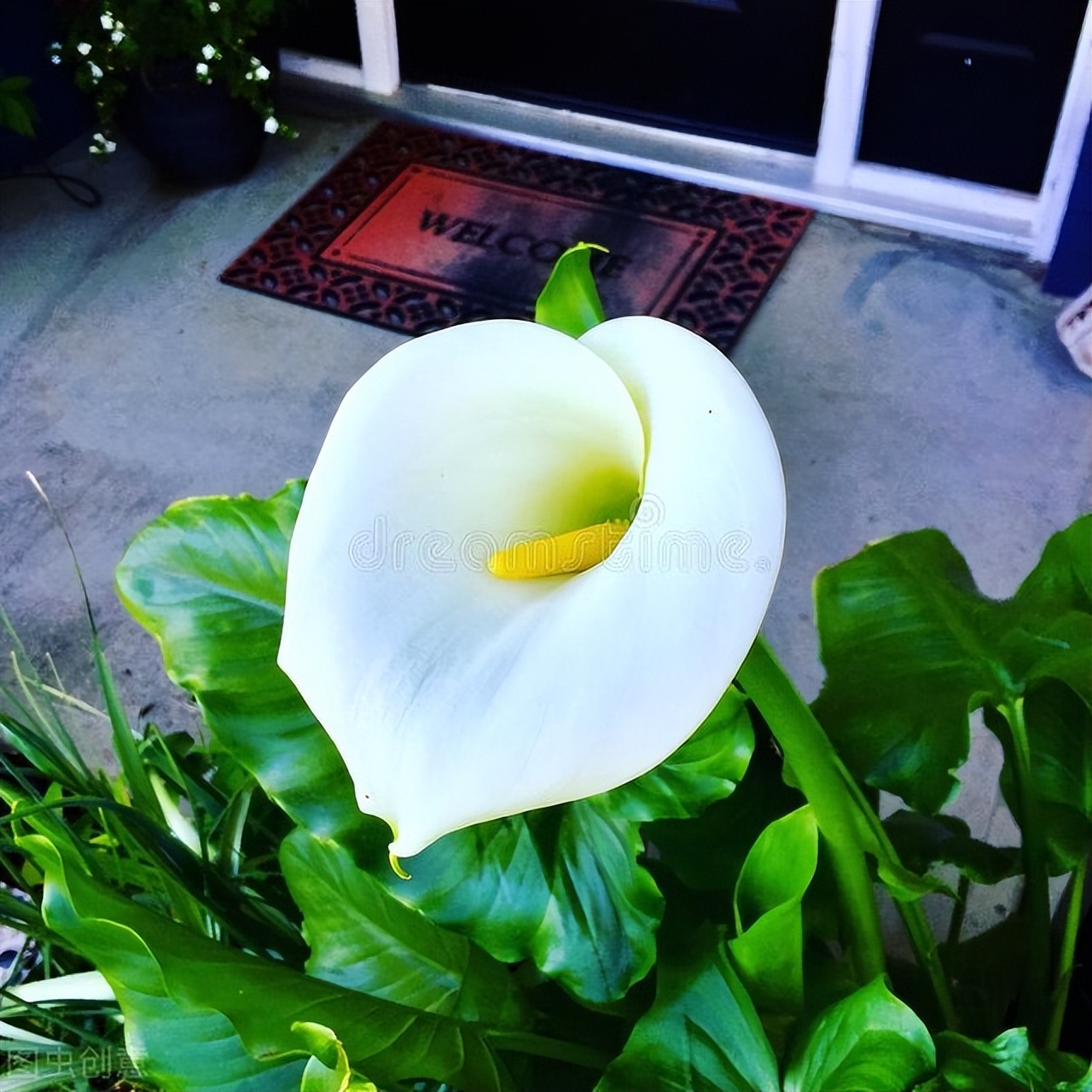 马蹄莲怎么养护才能长得好,盆栽马蹄莲的养护与管理技术