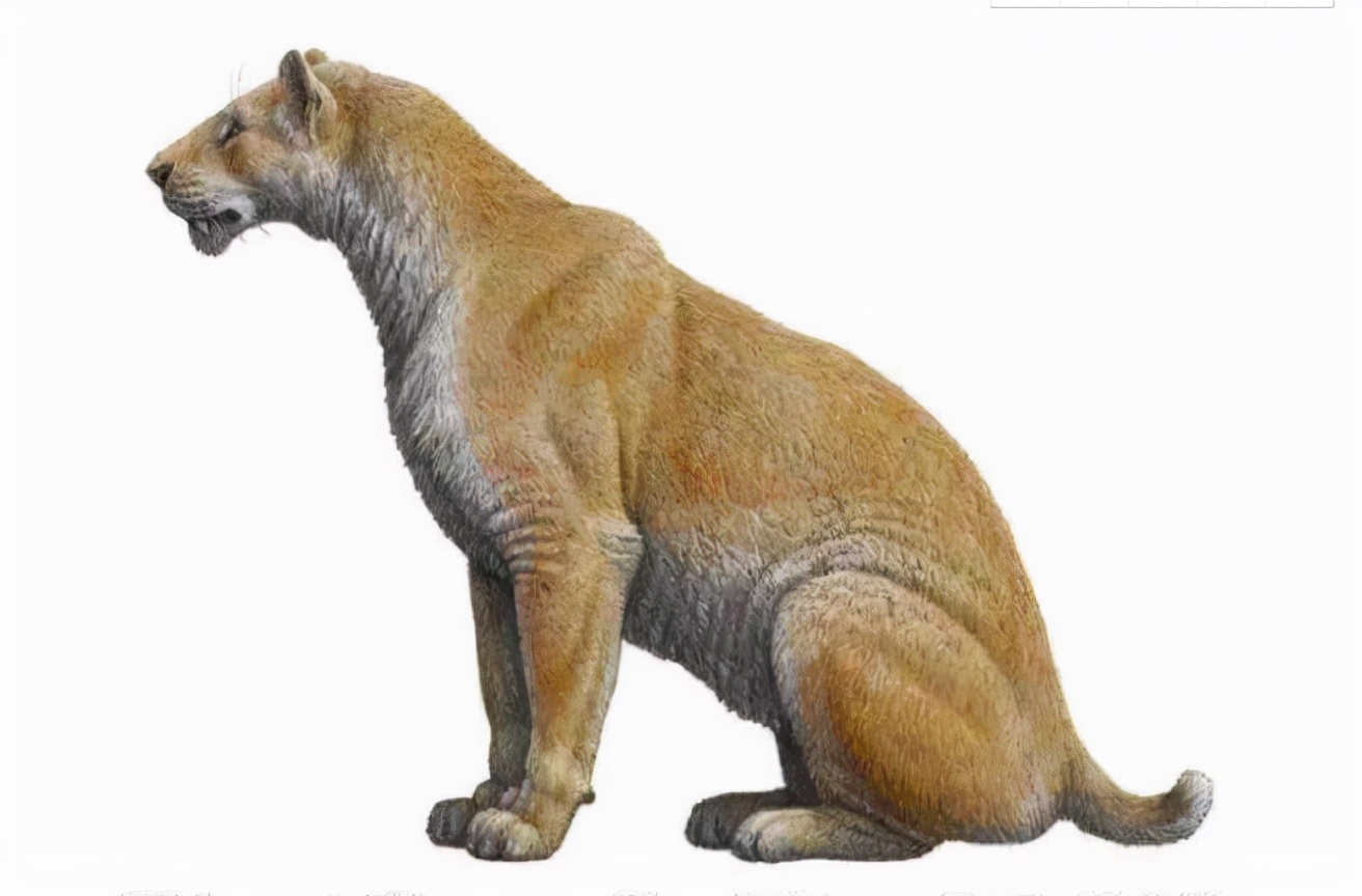 冰河时期最强的猫科秒杀东北虎,猫科霸主东北虎