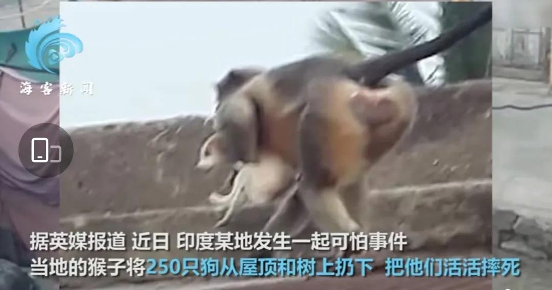 印度发生狗猴子大战,猴子被藏獒暴打