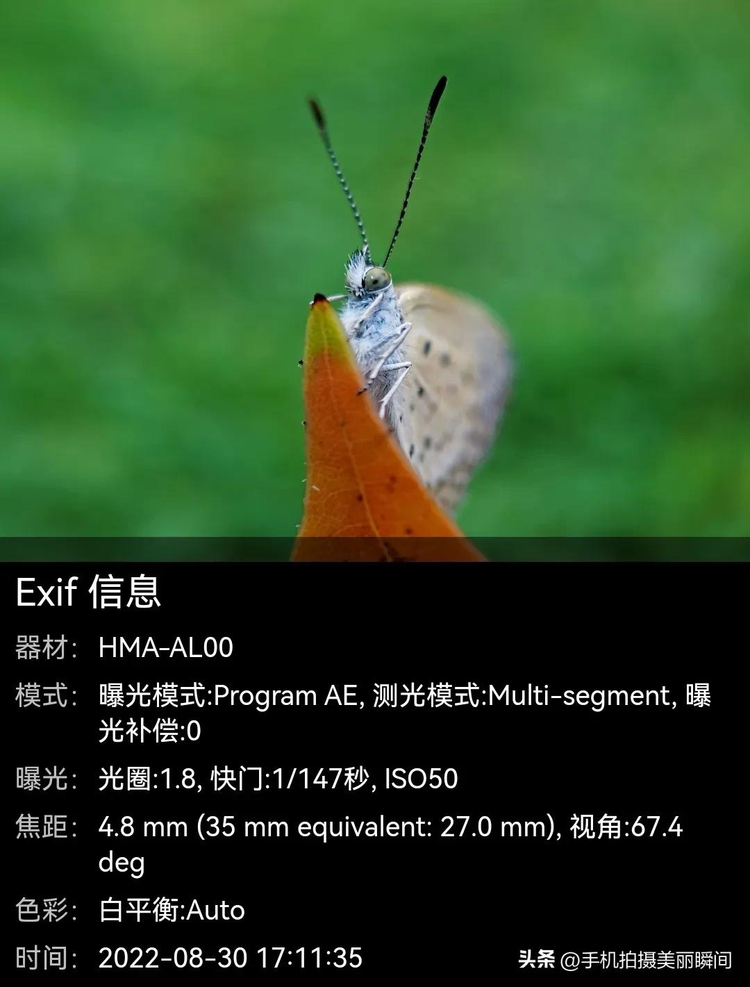 手机拍蝴蝶教程,手机拍摄蝴蝶技巧