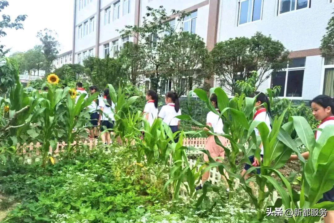 祝贺新学校,新都市区重点学校