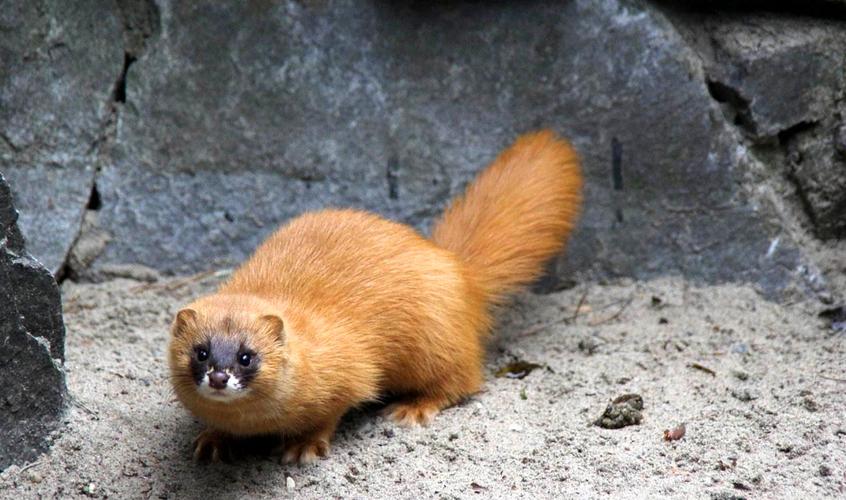 湖北一钓友常被黄鼠狼“打劫”,钓鱼佬被抢劫