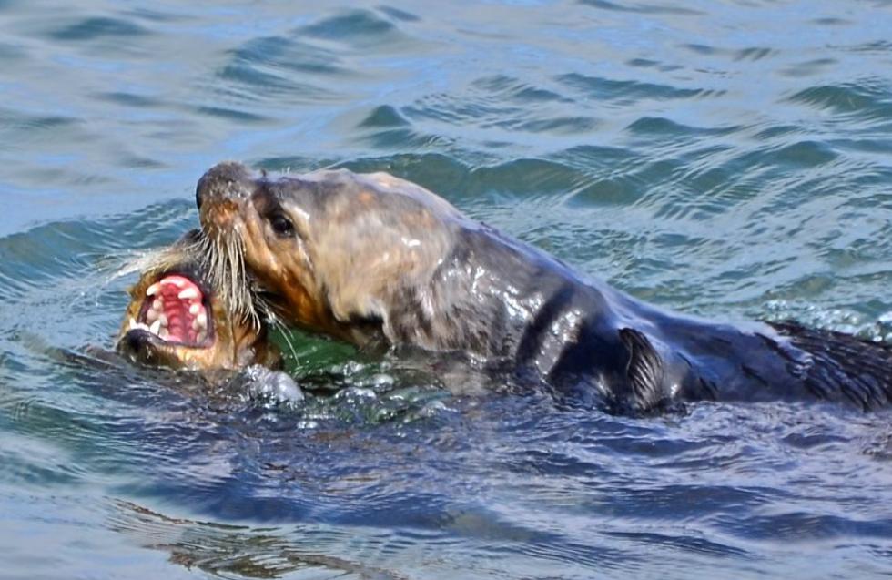 交配明明是为了繁衍后代,为什么雄性海獭,要将雌性折磨致死?