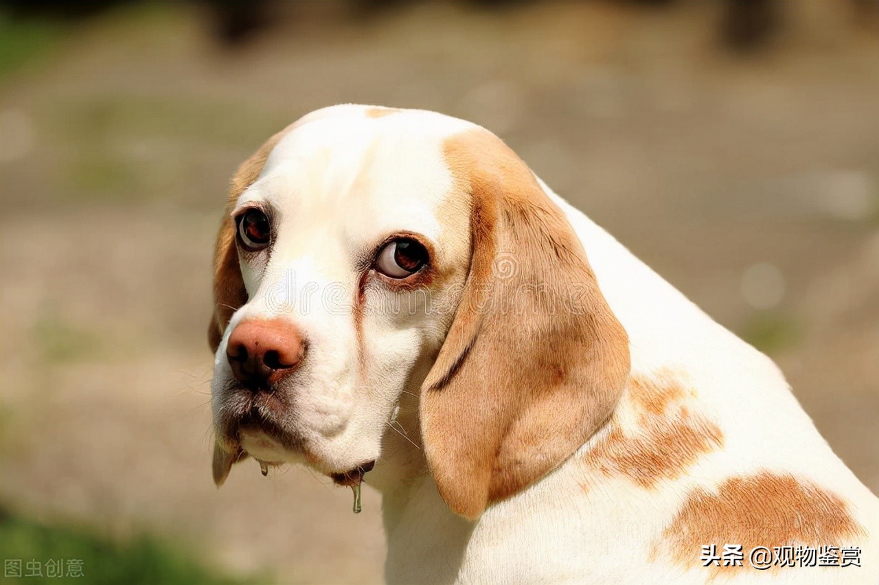 狗催吐法,狗催吐用肥皂水怎么操作