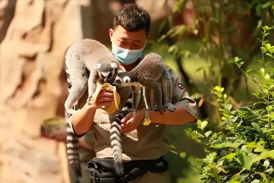 67岁老人闯入狮子园被狮子拖,男子误入狮子园狮口脱险