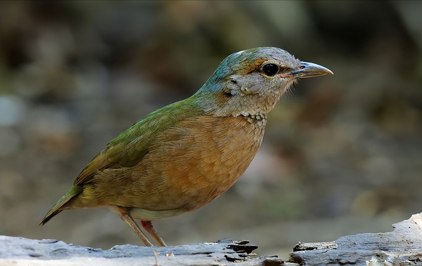 50张最佳鸟类摄影作品,鸟儿大全大图