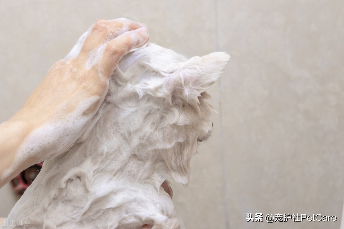 猫癣不治疗猫咪会自愈吗,猫癣不管的话会怎么样