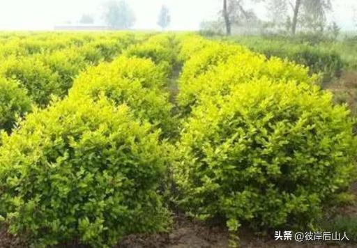 2024年最新苗木报价,2023年苗木行情什么样