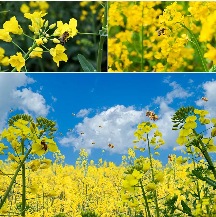 儿童画教程｜春季自然美学课程《正是油菜花开时》