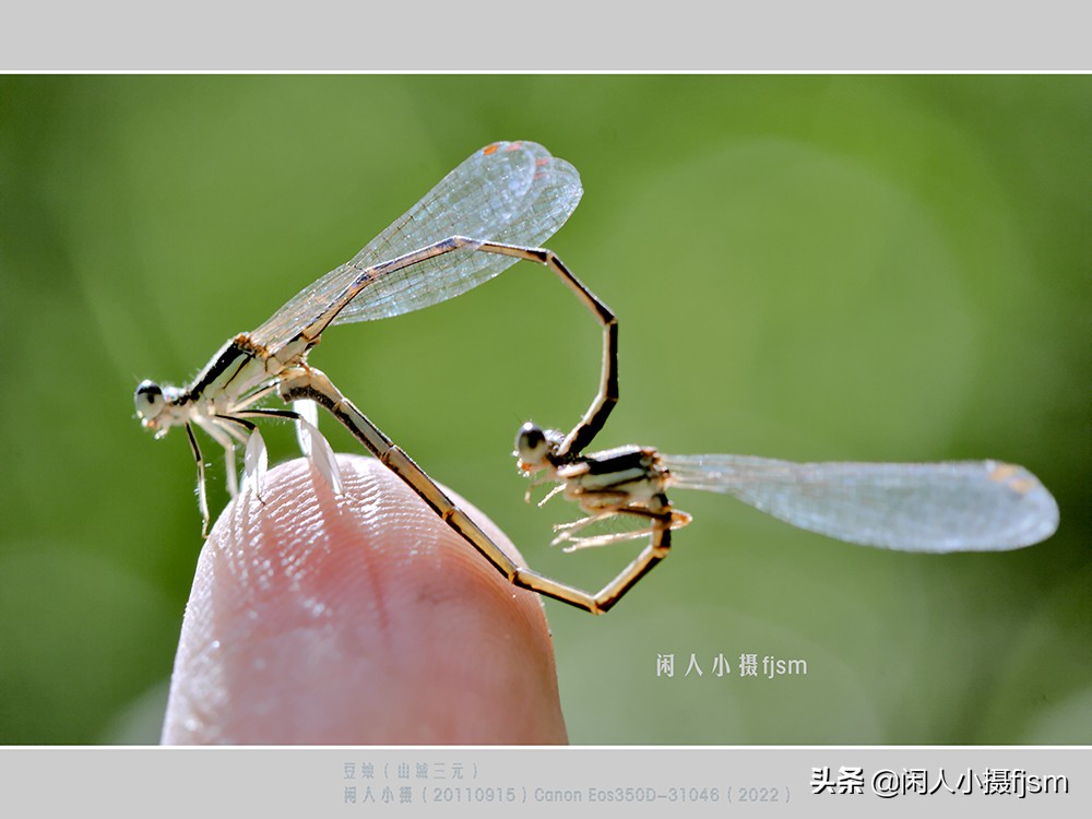 近距离拍摄昆虫小动物,常见昆虫微距摄影活动