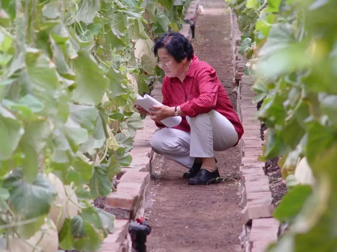 1斤洋种子能买1辆法拉利？进口种子受制于人，如何才能打破僵局？