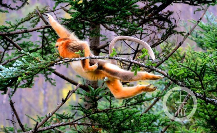 金猴传奇天命战域,金猴传奇烈火之力