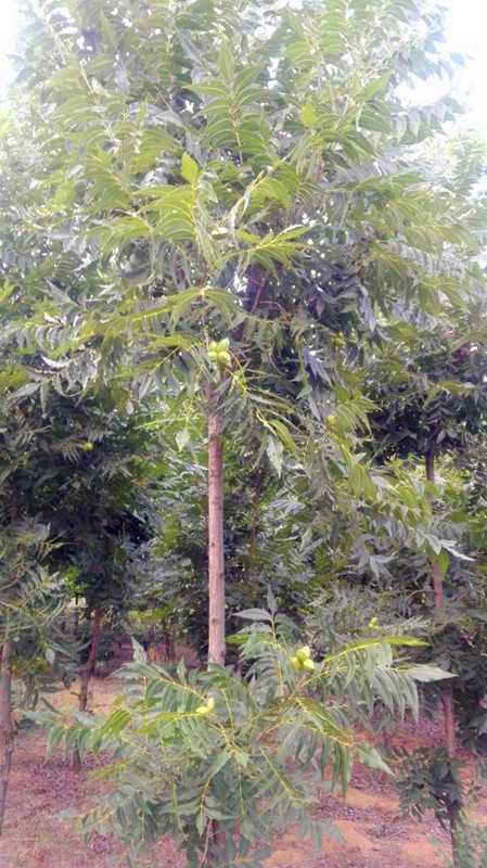 碧根果果实能结多少年,开心果碧根果是什么树的果实