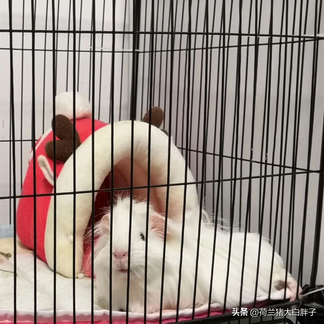 荷兰猪科学喂养的食谱有哪些？