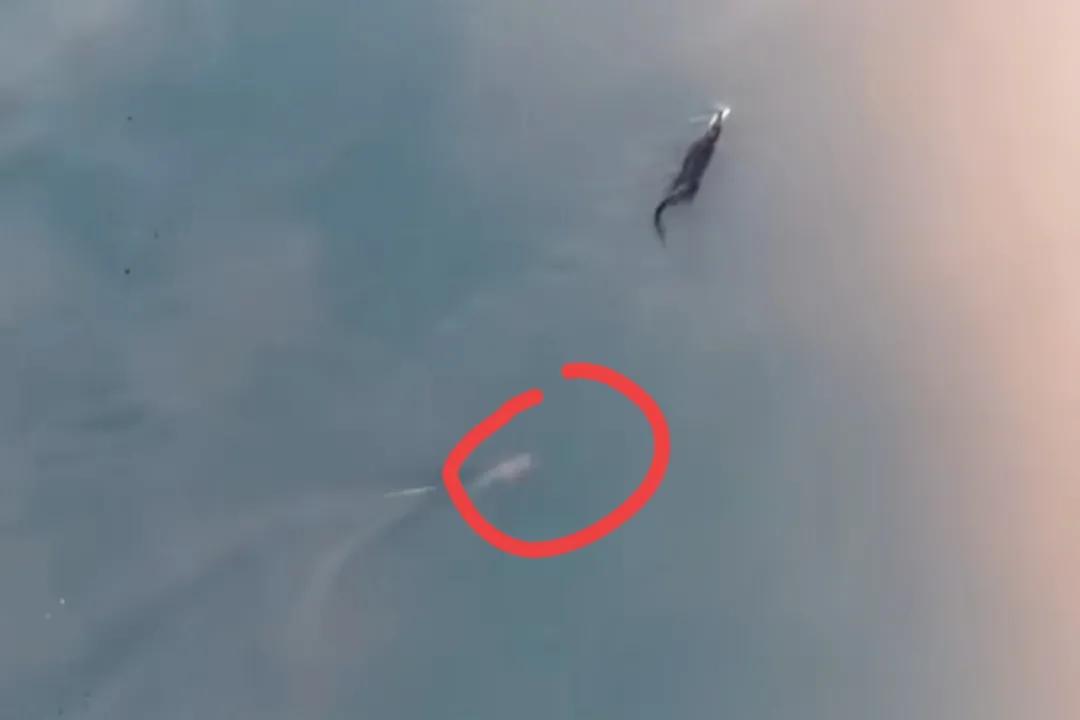 鳄鱼鲨鱼鲸鱼谁最厉害,鲨鱼和鳄鱼大战谁最厉害