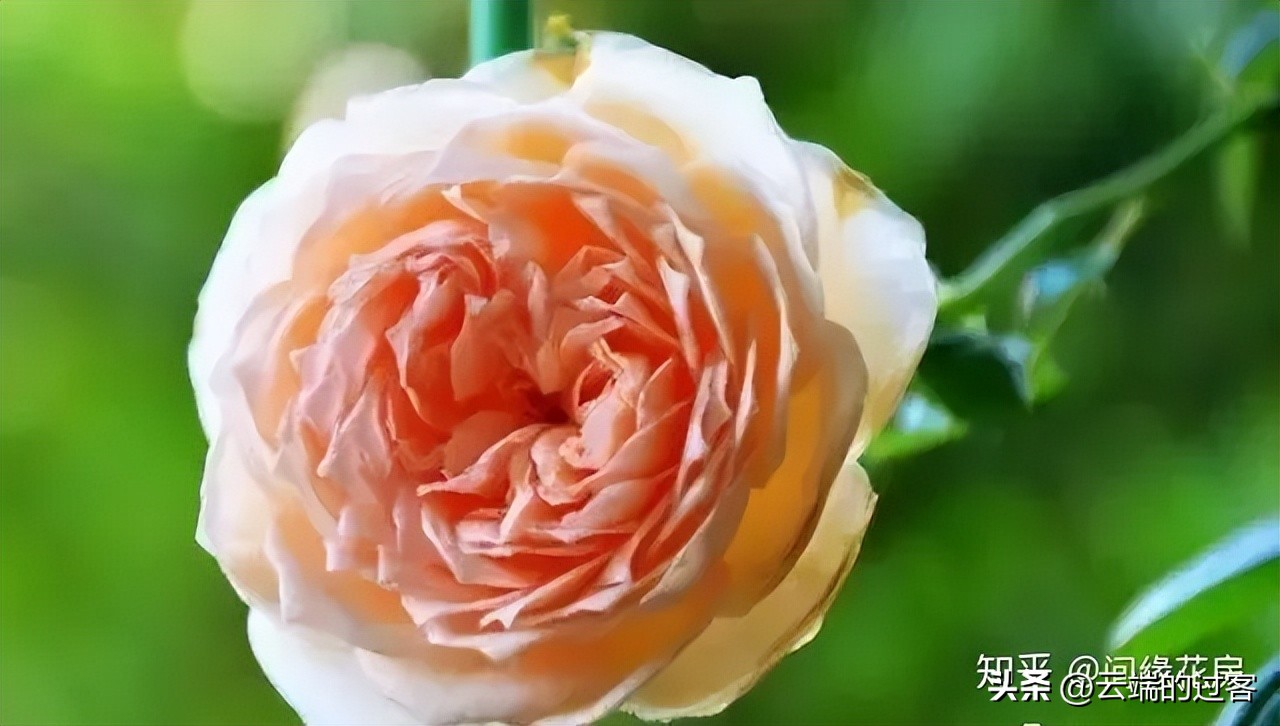 1到99朵玫瑰的含义图片,1到99朵玫瑰花语是什么