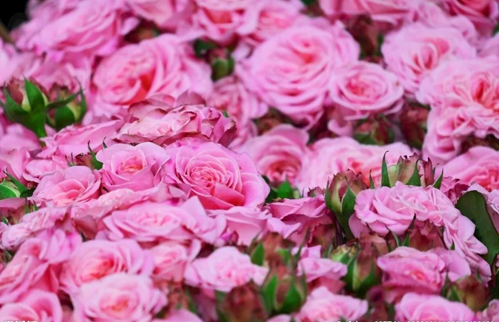 笑一笑十年少下一句是什么,笑一笑十年少经典句子