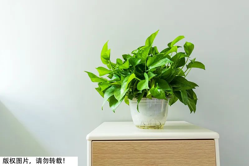 有毒植物夹竹桃,夹竹桃科植物都是有毒的吗