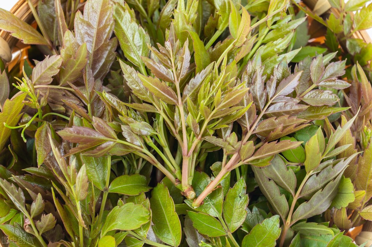 含黄酮最多的植物排名,植物黄酮对人体有什么好处